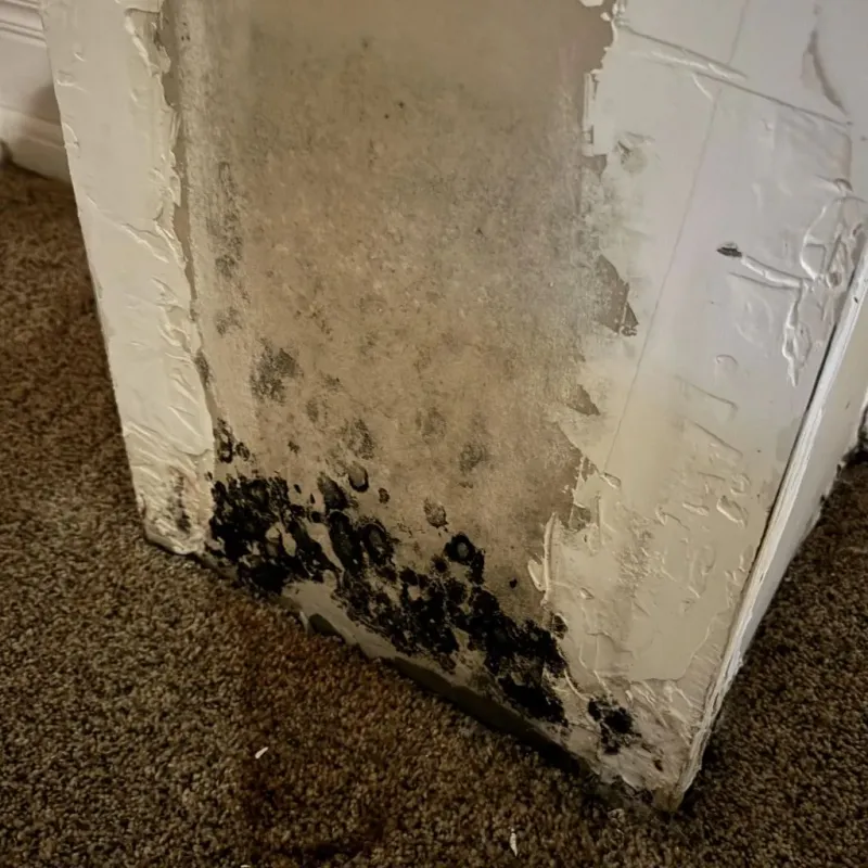 Professional Mold Removal in Alamo, TX